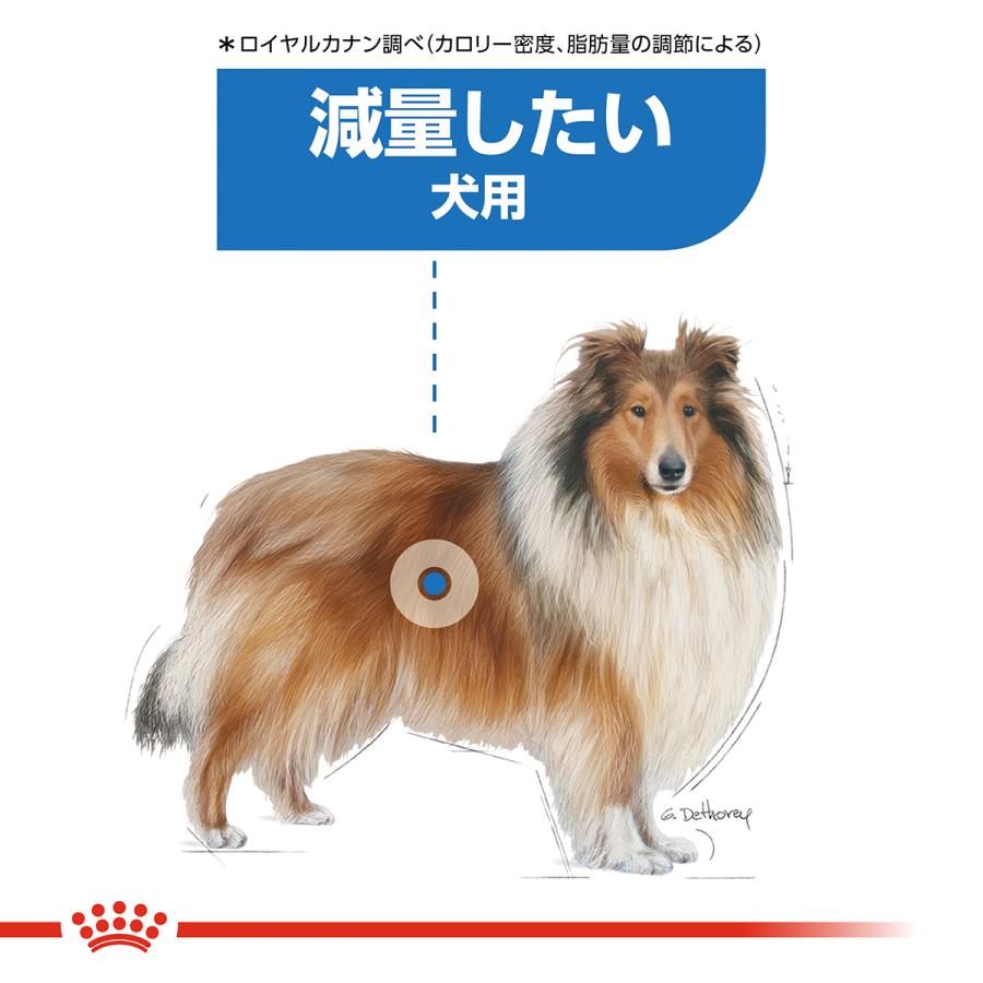 ろっく　ロイヤルカナン  チワワ成犬　１２キロ ロイヤルカナン チワワ 成犬用 800g（3182550788106）｜犬フード