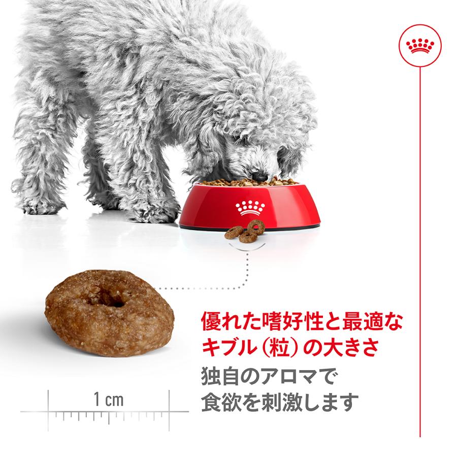 ロイヤルカナン 犬 ドッグフード ミニ エイジング 12＋ 800g×10個 小型犬専用フード 高齢犬用の画像