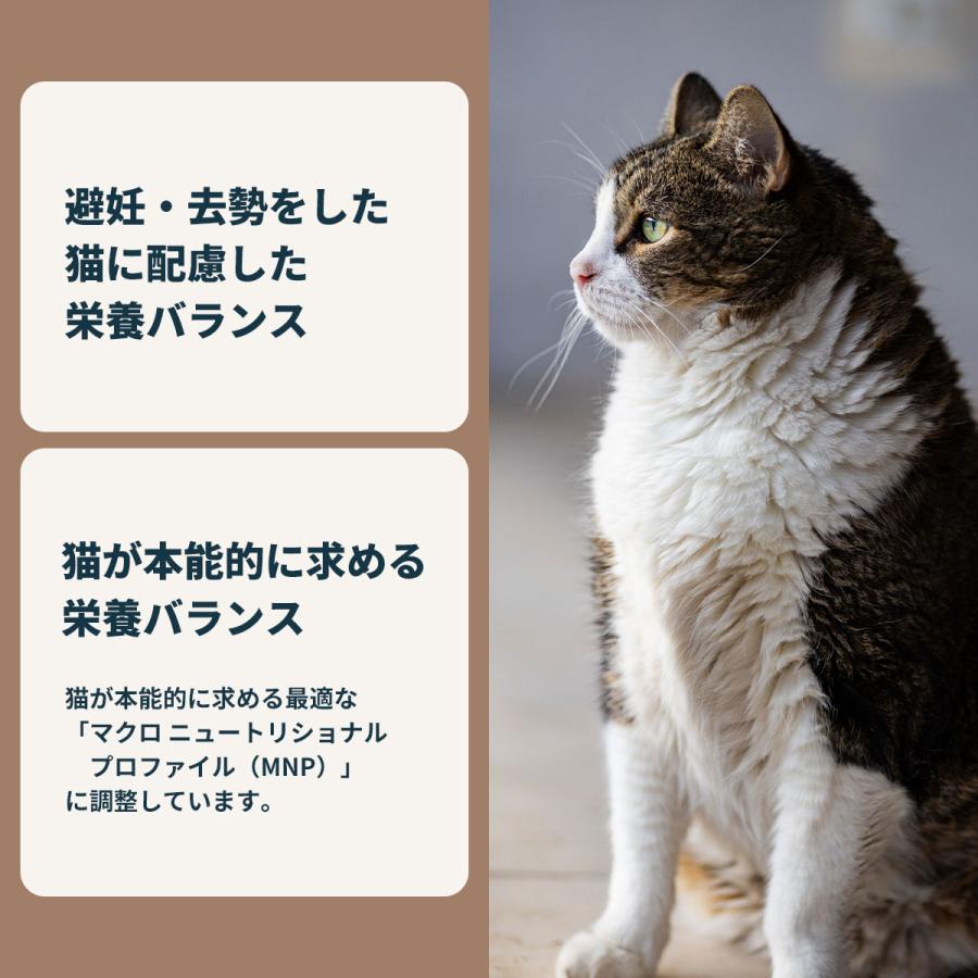 ロイヤルカナン（ROYAL CANIN） 猫 キャットフード ウェット インドア