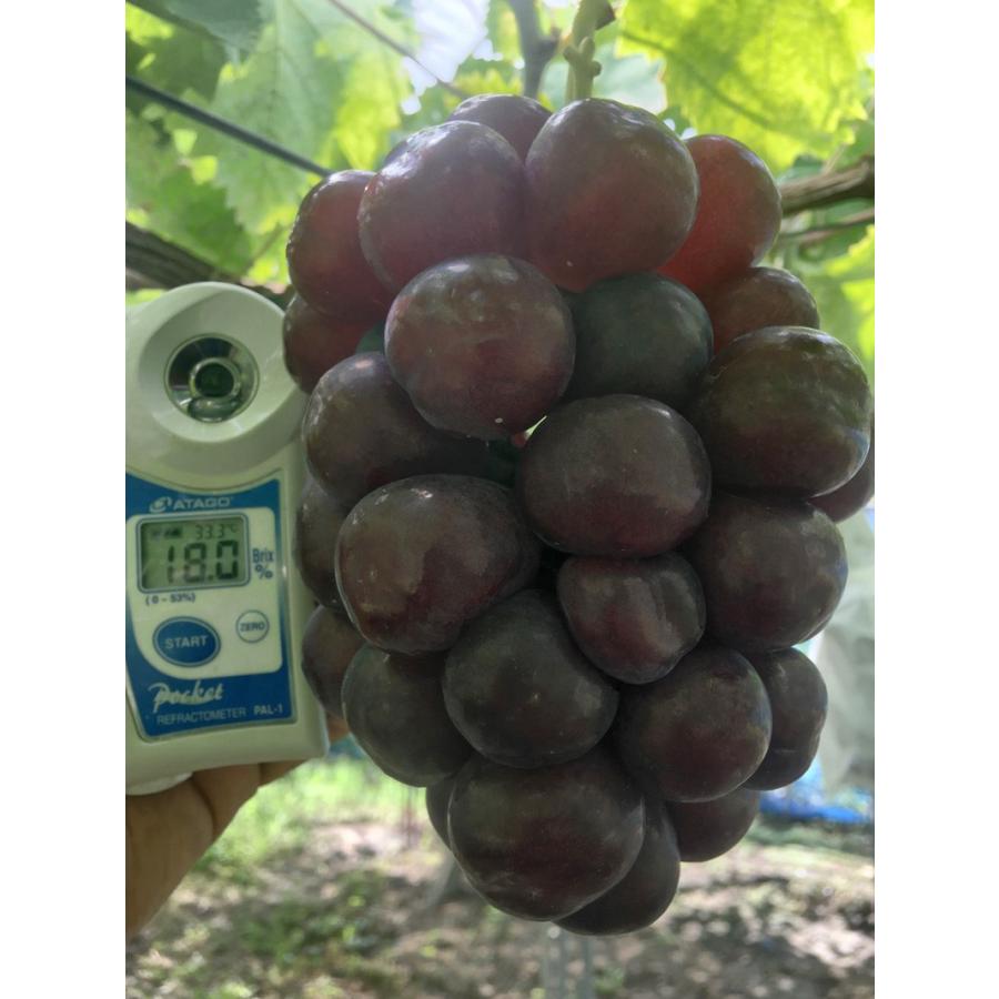 ハイベリー 皮ごと食べられます 家庭用 朝採り 送料無料 農家直送 種なし 2 5kg Hiberry2k 小島ぶどう園 通販 Yahoo ショッピング