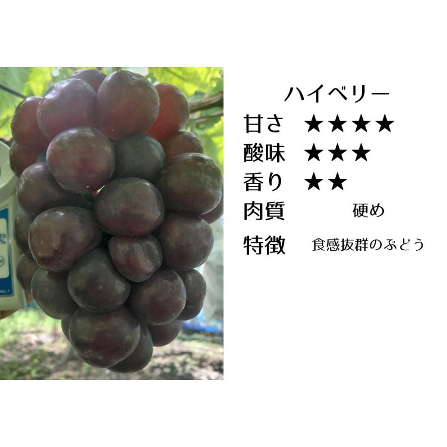 ハイベリー 皮ごと食べられます 家庭用 朝採り 送料無料 農家直送 種なし 2 5kg Hiberry2k 小島ぶどう園 通販 Yahoo ショッピング