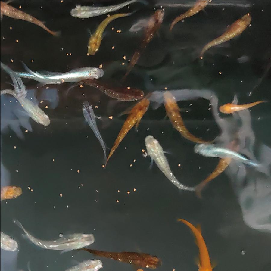 ミックスメダカ 梅 100 品質 めだか メダカ めだか屋 むら松 めだか通販 生体 初心者向け おしゃれ 初心者用 村松 種類