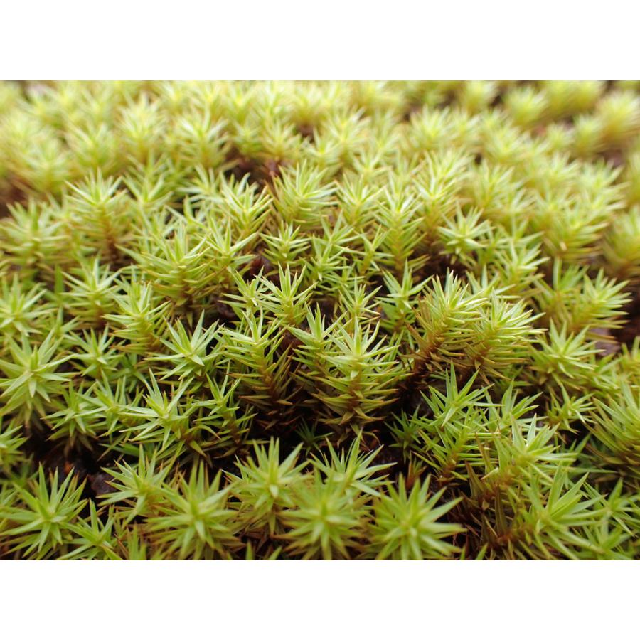 杉苔 スギゴケ Mo1001 苔kokko 通販 Yahoo ショッピング