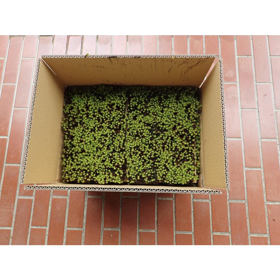 杉苔 スギゴケ Mo1001 苔kokko 通販 Yahoo ショッピング