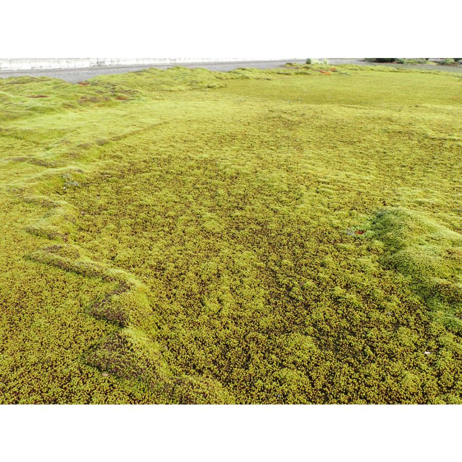 杉苔 スギゴケ Mo1001 苔kokko 通販 Yahoo ショッピング