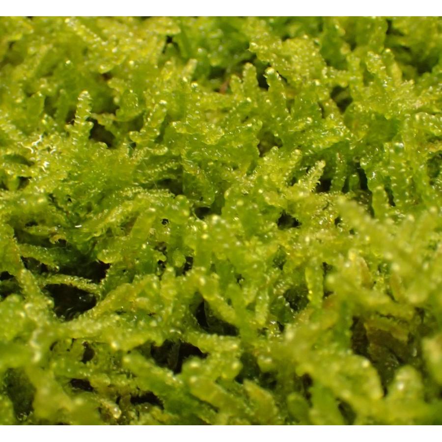 ハイゴケ : 苔kokko - 通販 - Yahoo!ショッピング