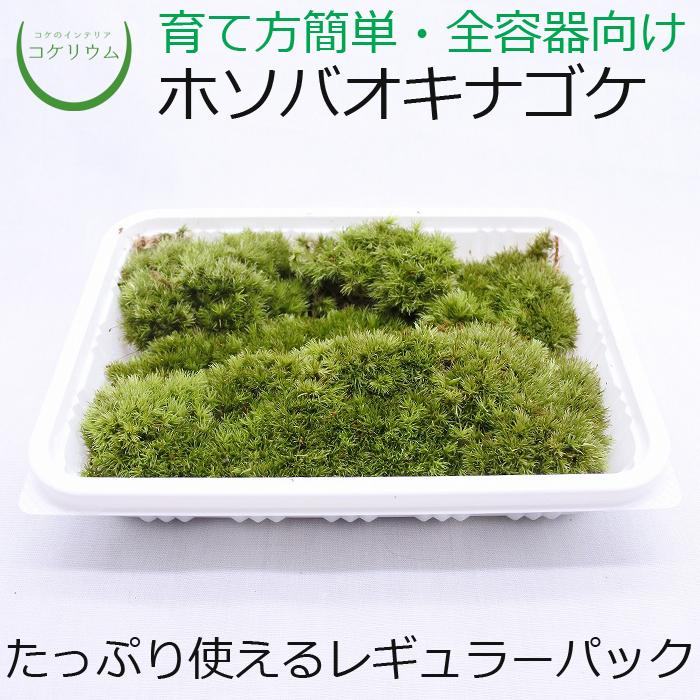 観葉植物 おしゃれ ミニ テラリウム コケリウム 苔 コケ 苔テラリウム 苔リウム 園芸 苔玉 コケ玉 ハイドロカルチャー パック ホソバオキナゴケ ヤマゴケ コケのインテリア コケリウム 通販 Yahoo ショッピング