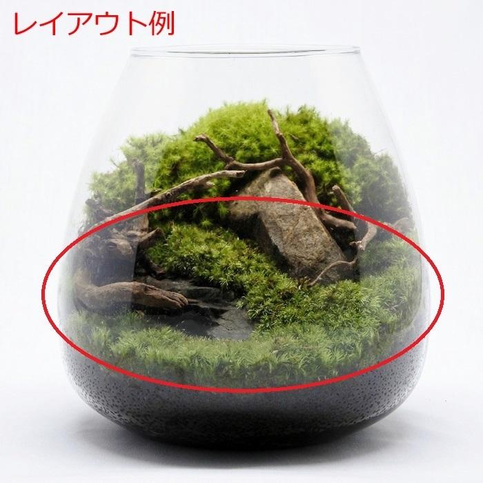 観葉植物 おしゃれ ミニ テラリウム コケリウム 苔 コケ 苔