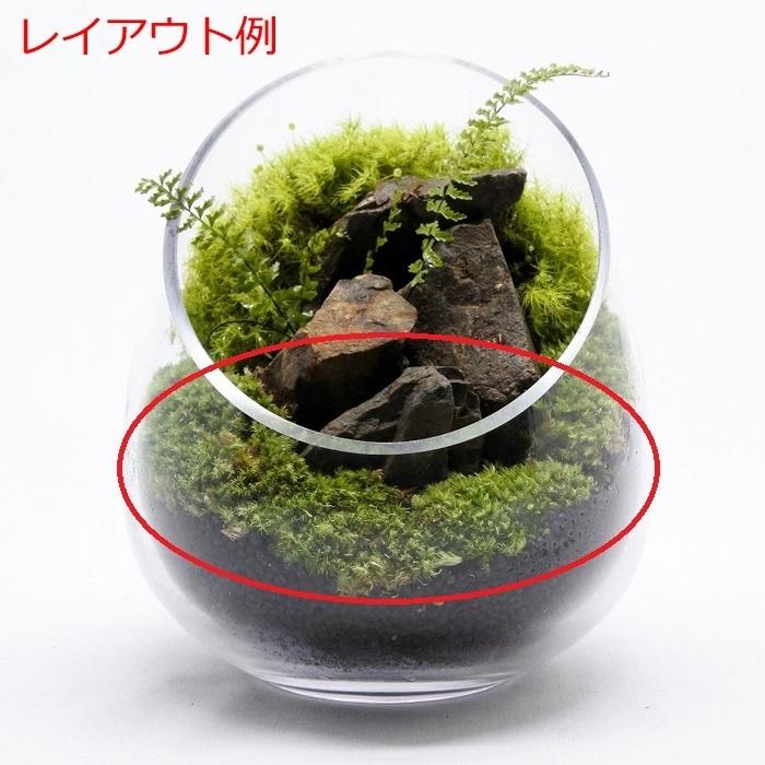 1円 Sale 94 Off 観葉植物 おしゃれ ミニ テラリウム コケリウム 苔 コケ 苔テラリウム