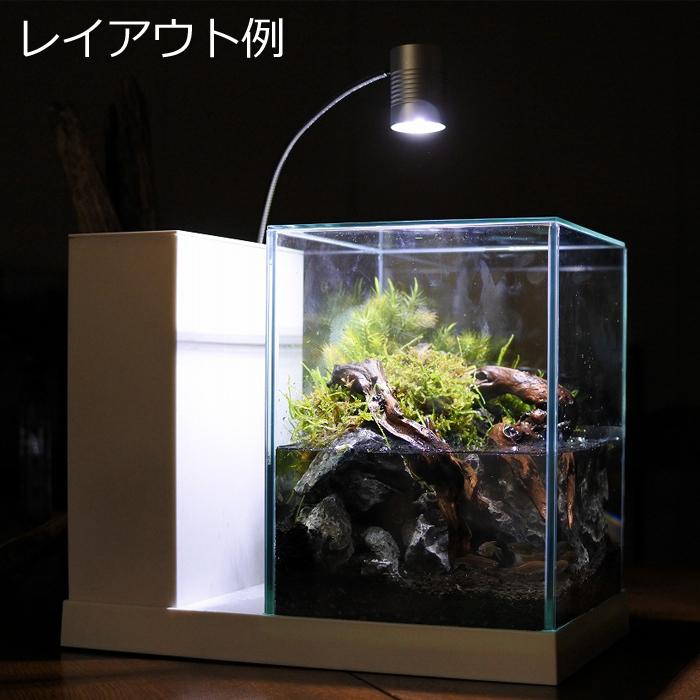 240円 安値 観葉植物 おしゃれ ミニ テラリウム コケリウム 苔 コケ 苔テラリウム 苔リウム 園芸 苔玉 苔盆栽 ハイドロカルチャー パック ヒノキゴケ