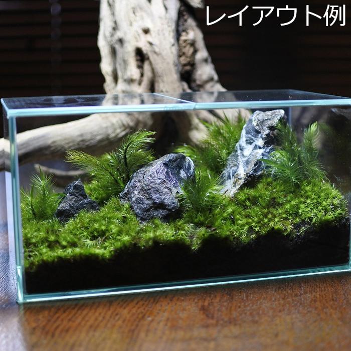 観葉植物 おしゃれ ミニ テラリウム コケリウム 苔 コケ 苔