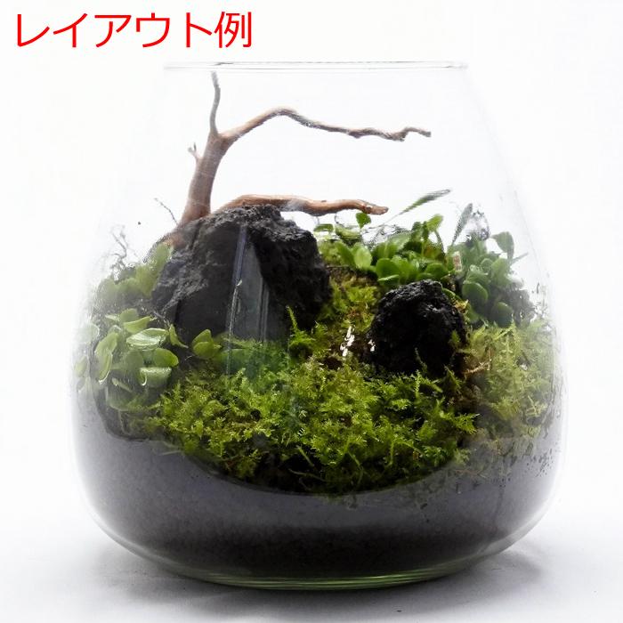 ハイゴケ 10トレー 苔 苔玉 苔リウム 苔テラリウム こけ コケ 楽天市場