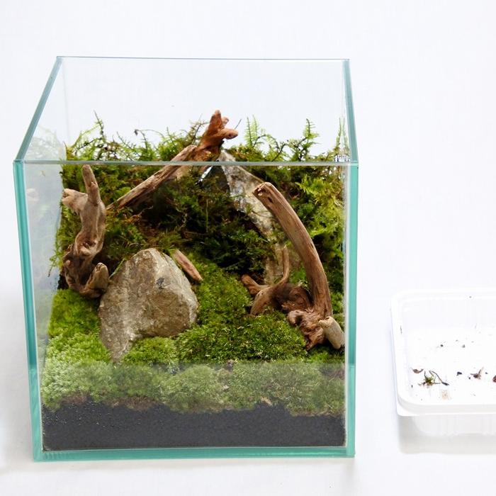 観葉植物 おしゃれ ミニ テラリウム キット コケリウム 苔 コケ 苔
