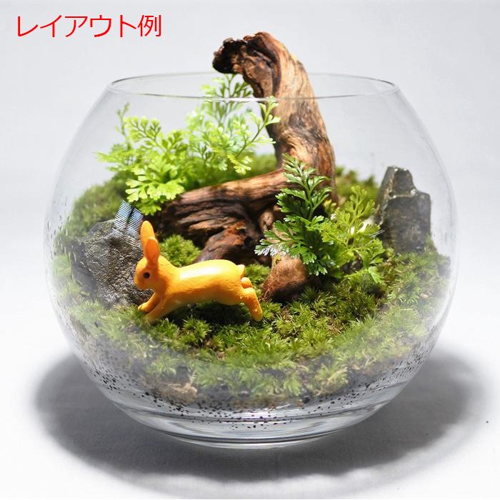 天然流木　レイアウト　奇跡の曲線美　コケリウム 流木 木 素材 観葉植物 おしゃれ ミニ テラリウム コケリウム 苔 コケ