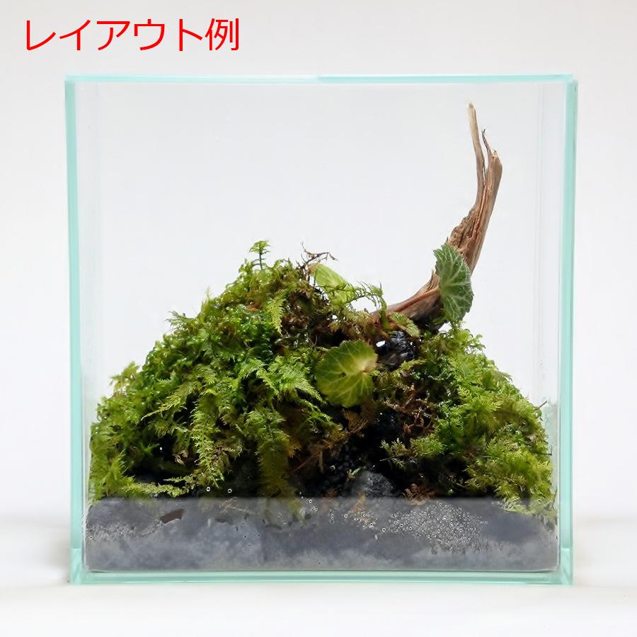 流木 木 素材 観葉植物 おしゃれ ミニ テラリウム コケリウム 苔 コケ