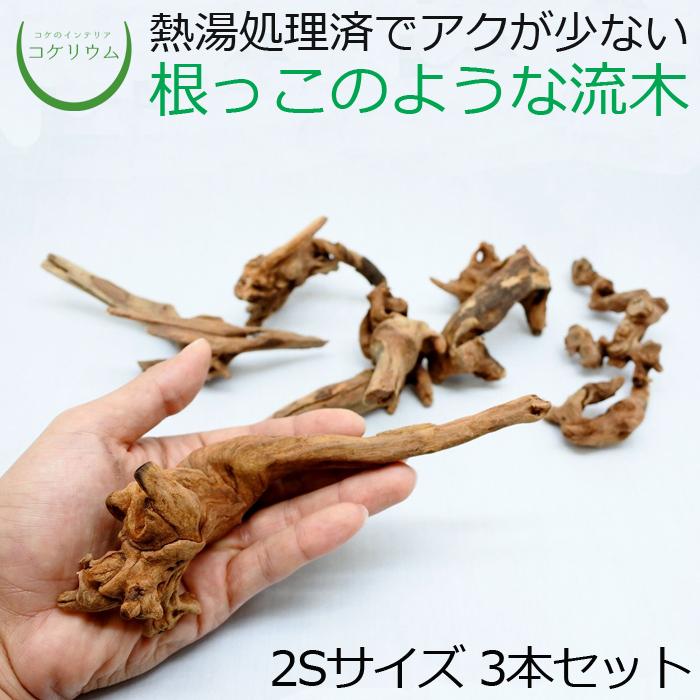 流木 木 素材 観葉植物 おしゃれ ミニ テラリウム コケリウム 苔 コケ 苔テラリウム 苔リウム 園芸 プレミアムルートウッド 2sサイズ 3本セット 形状お任せ コケのインテリア コケリウム 通販 Yahoo ショッピング