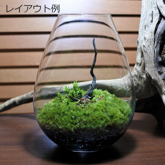 ガラス容器 容器 観葉植物 おしゃれ ミニ テラリウム コケリウム 苔