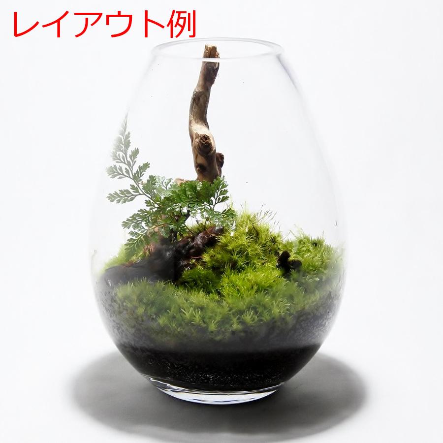 ガラス容器 容器 観葉植物 おしゃれ ミニ テラリウム コケリウム 苔