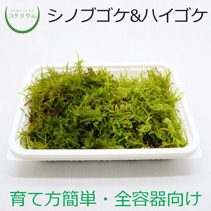 観葉植物 おしゃれ ミニ テラリウム コケリウム 苔 コケ 苔テラリウム 苔リウム 園芸 苔玉 苔