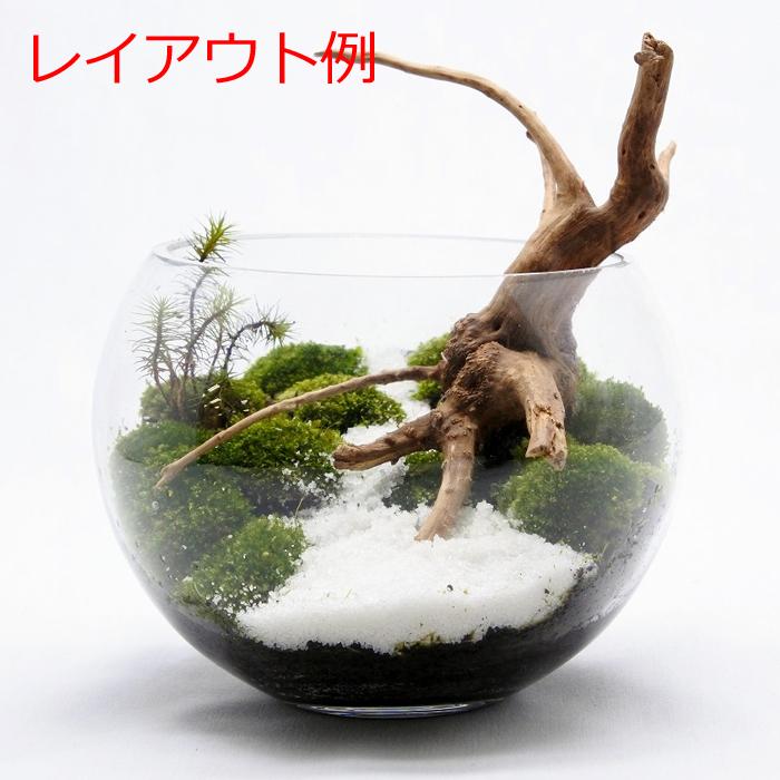 超ポイント祭 期間限定 観葉植物 おしゃれ ミニ テラリウム コケリウム 苔 コケ 苔テラリウム 苔リウム 苔盆栽 アクセサリー 化粧砂 飾り砂 底砂 コケリウム専用化粧砂 白砂 Aynaelda Com