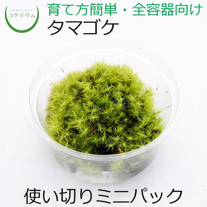 観葉植物 おしゃれ ミニ テラリウム コケリウム 苔 コケ 苔テラリウム 苔リウム 園芸 苔玉 コケ玉 苔盆栽 ハイドロカルチャー パック タマゴケ ミニ コケのインテリア コケリウム 通販 Yahoo ショッピング