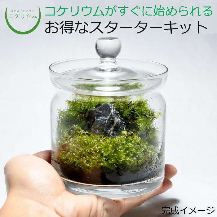 売れ筋がひ新作 観葉植物 おしゃれ ミニ テラリウム キット コケリウム 苔 コケ 苔テラリウム 苔リウム ハイドロカルチャー セット コケリウムキット モダン フタ付 Aynaelda Com