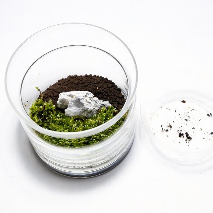 (観葉植物 おしゃれ ミニ テラリウム キット コケリウム 苔 コケ 苔テラリウム 苔リウム ハイドロカルチャー セット) コケリウムキット モダン(フタ付)
