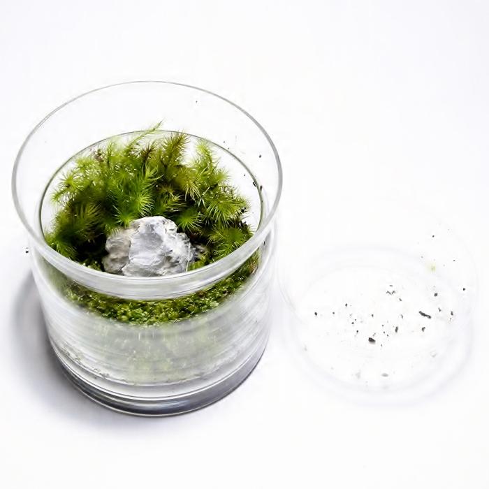 (観葉植物 おしゃれ ミニ テラリウム キット コケリウム 苔 コケ 苔テラリウム 苔リウム ハイドロカルチャー セット) コケリウムキット モダン(フタ付)