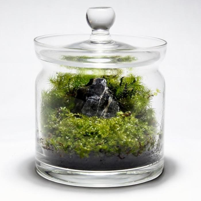 (観葉植物 おしゃれ ミニ テラリウム キット コケリウム 苔 コケ 苔テラリウム 苔リウム ハイドロカルチャー セット) コケリウムキット モダン(フタ付)