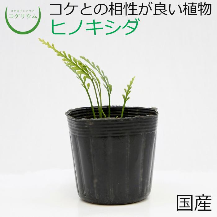 観葉植物 おしゃれ ミニ テラリウム コケリウム 苔 コケ 苔テラリウム 苔リウム 園芸 苔玉 植物 シダ植物 ハイドロカルチャー ポット ヒノキシダ コケのインテリア コケリウム 通販 Yahoo ショッピング