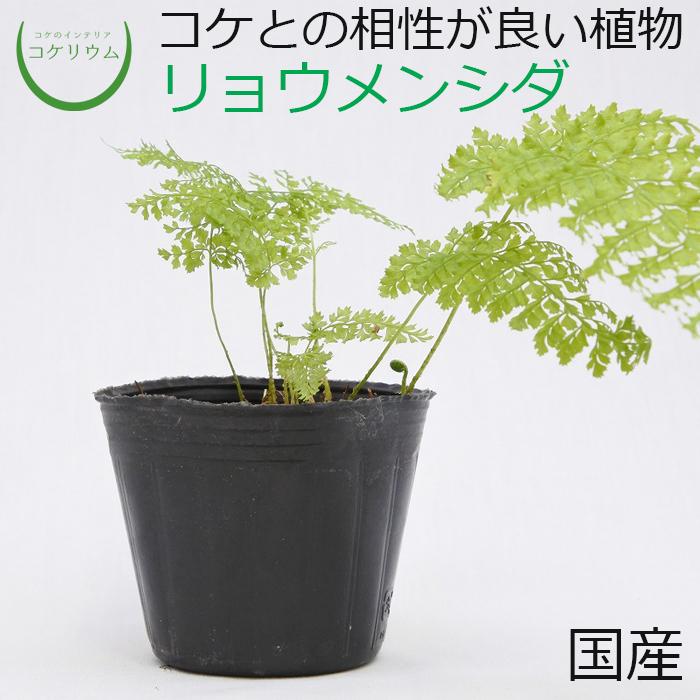 観葉植物 おしゃれ ミニ テラリウム コケリウム 苔 コケ 苔テラリウム 苔リウム 園芸 苔玉 植物 シダ植物 ハイドロカルチャー ポット リョウメンシダ コケのインテリア コケリウム 通販 Yahoo ショッピング