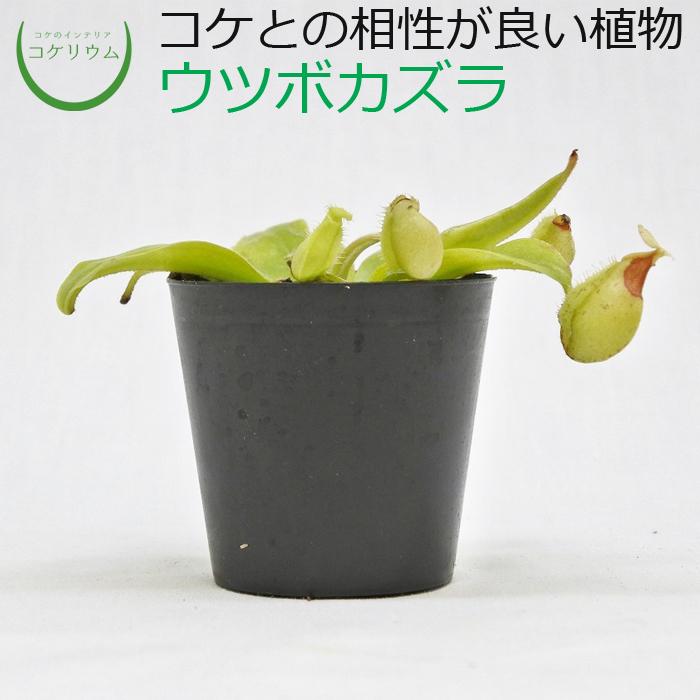 食虫植物 おしゃれ テラリウム コケリウム 苔 コケ 苔テラリウム 苔リウム 園芸 苔玉 植物 パルダリウム ハイドロカルチャー ポット ウツボカズラ コケのインテリア コケリウム 通販 Yahoo ショッピング