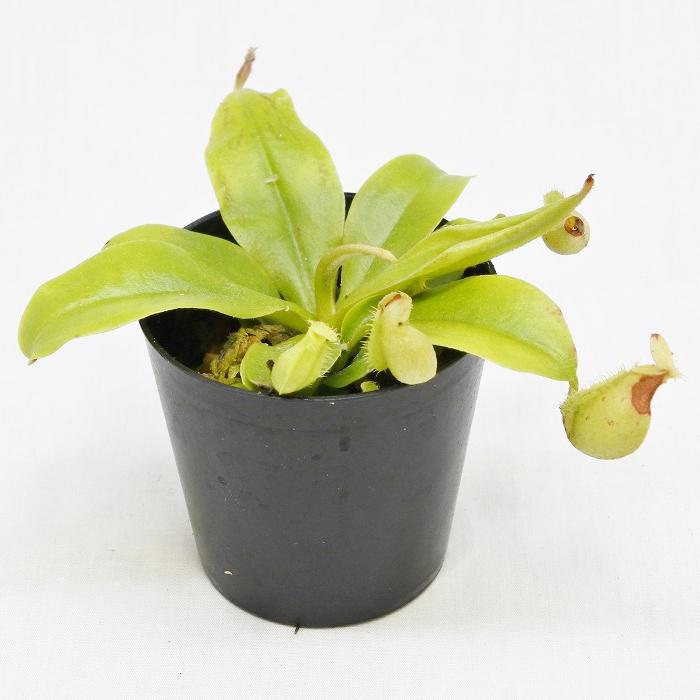 食虫植物 おしゃれ テラリウム コケリウム 苔 コケ 苔テラリウム 苔リウム 園芸 苔玉 植物 パルダリウム ハイドロカルチャー ポット ウツボカズラ コケのインテリア コケリウム 通販 Yahoo ショッピング