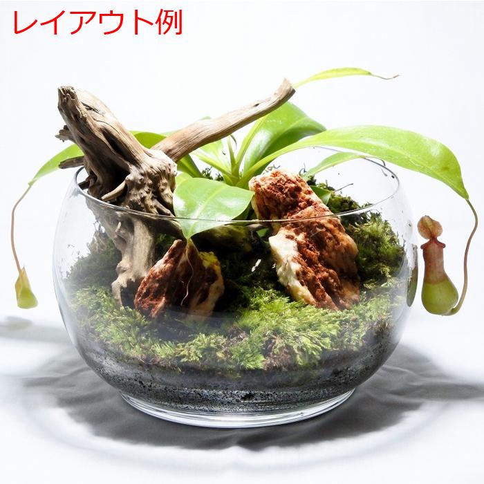 食虫植物 おしゃれ テラリウム コケリウム 苔 コケ 苔テラリウム 食虫植物 おしゃれ テラリウム コケリウム 苔 コケ 苔テラリウム