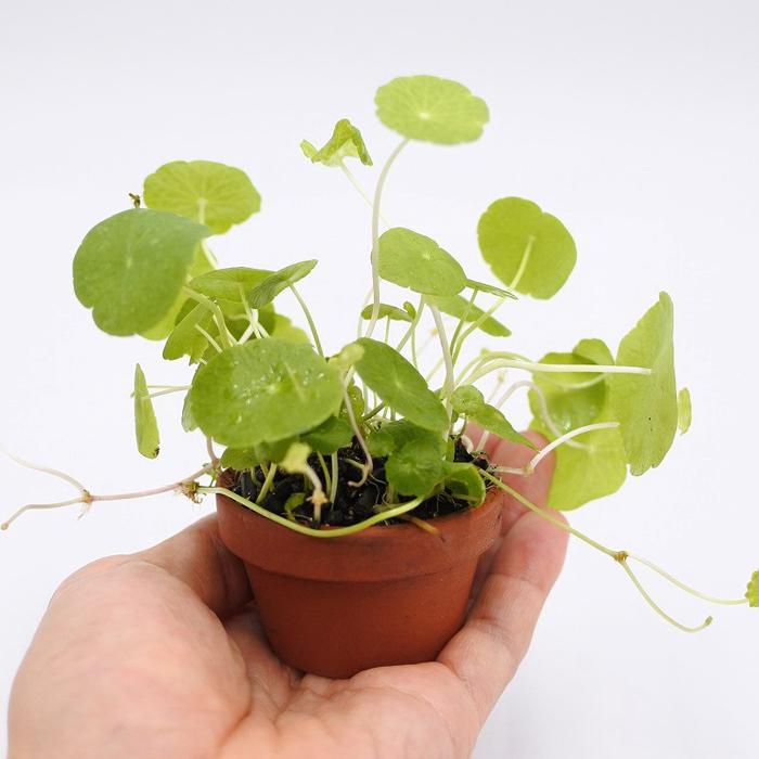 観葉植物 おしゃれ ミニ テラリウム コケリウム 苔 コケ 苔テラリウム 苔リウム 園芸 植物 アクアリウム アクアテラリウム ポット ウォーターマッシュルーム コケのインテリア コケリウム 通販 Yahoo ショッピング