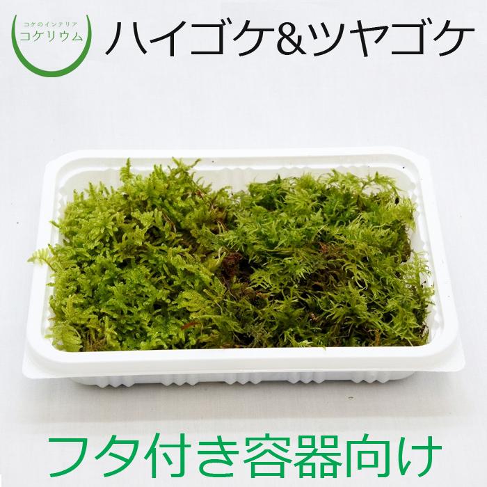 安い 激安 プチプラ 高品質 観葉植物 おしゃれ ミニ テラリウム コケリウム 苔 コケ 苔テラリウム 苔リウム 園芸 苔玉 苔盆栽 パック コケコンビ ハイゴケamp ツヤゴケ