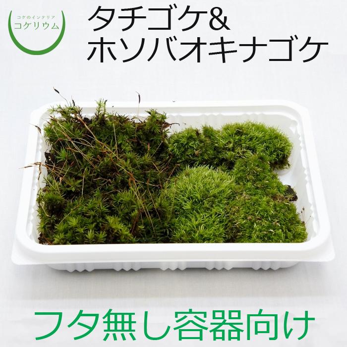 観葉植物 おしゃれ ミニ テラリウム コケリウム 苔 コケ 苔テラリウム 苔リウム 園芸 苔玉 苔盆栽 パック コケコンビ タチゴケ ホソバオキナゴケ クーポン対象外