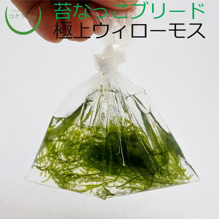 品質が完璧 観葉植物 おしゃれ ミニ テラリウム コケリウム 苔 コケ 苔テラリウム 苔リウム 苔玉 苔盆栽 ハイドロカルチャー パック 極上ウィローモス 苔なっこブリード