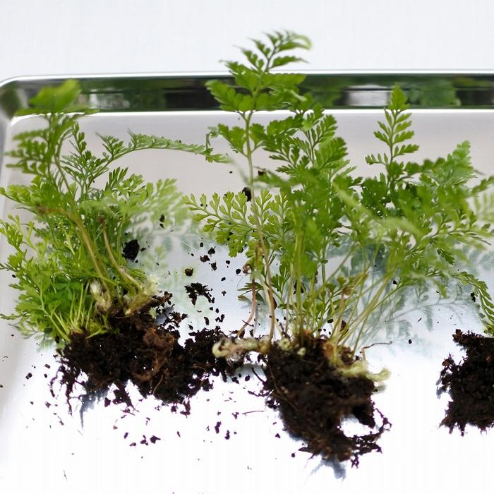 特別訳あり特価 観葉植物 おしゃれ ミニ テラリウム コケリウム 苔 コケ 苔テラリウム 苔リウム 園芸 苔玉 植物 シダ植物 ハイドロカルチャー ポット プテリス