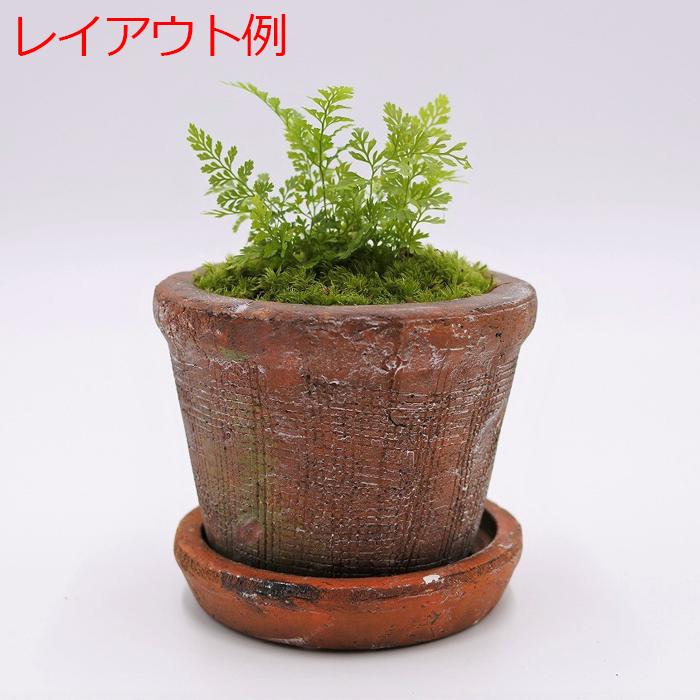 特別訳あり特価 観葉植物 おしゃれ ミニ テラリウム コケリウム 苔 コケ 苔テラリウム 苔リウム 園芸 苔玉 植物 シダ植物 ハイドロカルチャー ポット プテリス