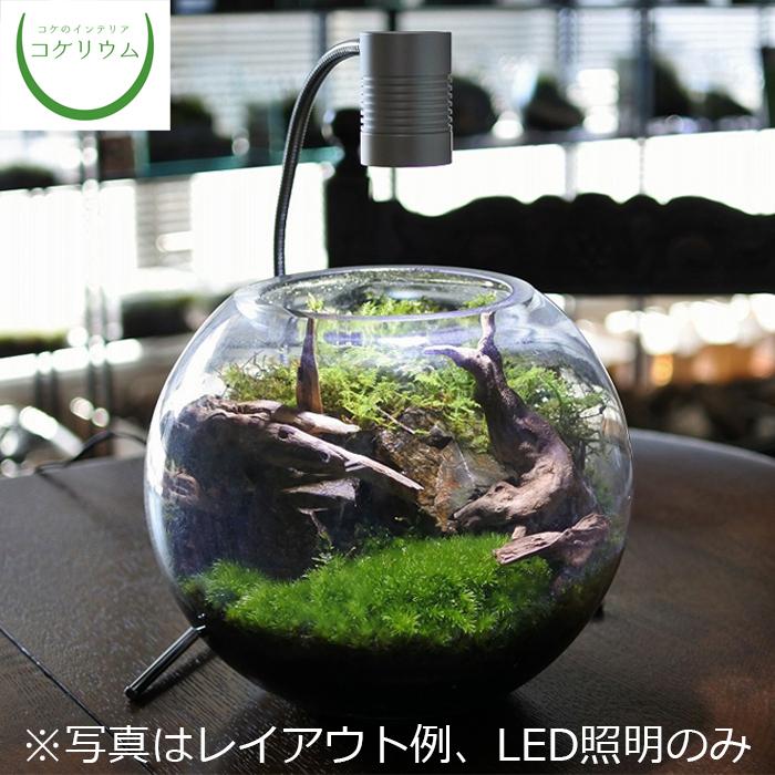 (観葉植物 おしゃれ テラリウム コケリウム 苔 コケ 苔テラリウム 苔リウム 園芸 植物 育成 苔盆栽 照明 LED ライト) コケリウムLED照明