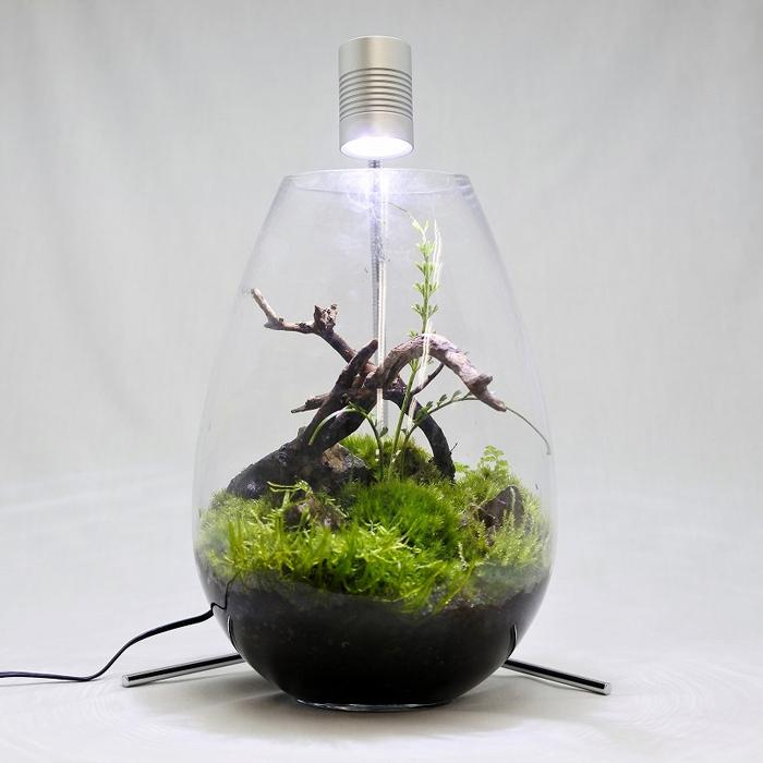 観葉植物 おしゃれ テラリウム コケリウム 苔 コケ 苔テラリウム 観葉植物 おしゃれ テラリウム コケリウム 苔 コケ 苔テラリウム