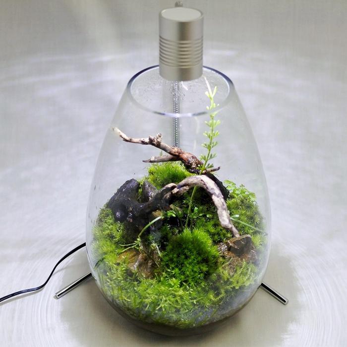 観葉植物 おしゃれ テラリウム コケリウム 苔 コケ 苔テラリウム 苔