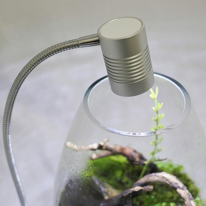 観葉植物 おしゃれ テラリウム コケリウム 苔 コケ 苔テラリウム 苔