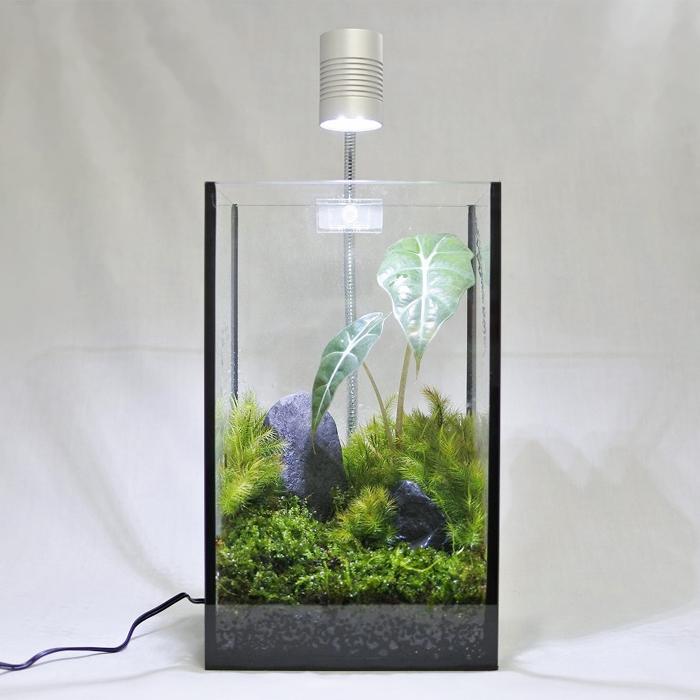 観葉植物 おしゃれ テラリウム コケリウム 苔 コケ 苔テラリウム 苔