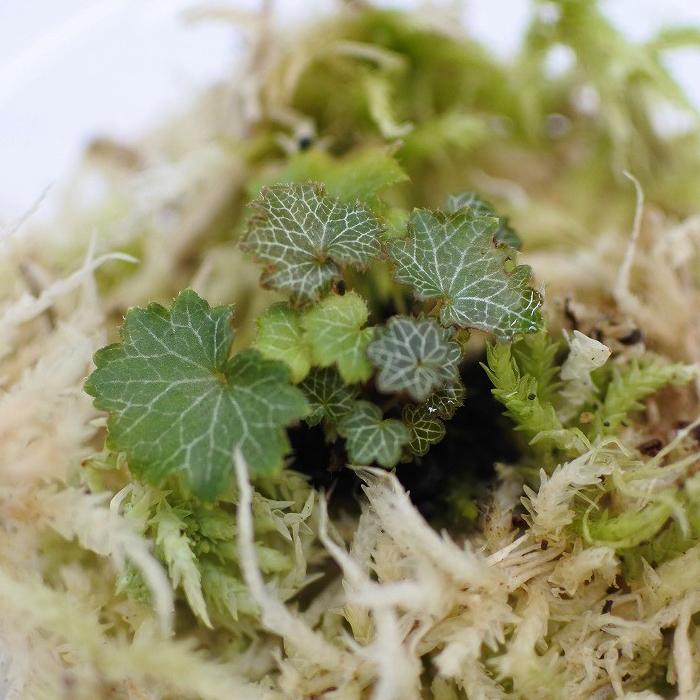 21年新作入荷 観葉植物 おしゃれ ミニ テラリウム コケリウム 苔 コケ 苔テラリウム 苔リウム 園芸 苔玉 植物 ハイドロカルチャー ポット ヒメユキノシタ Aynaelda Com