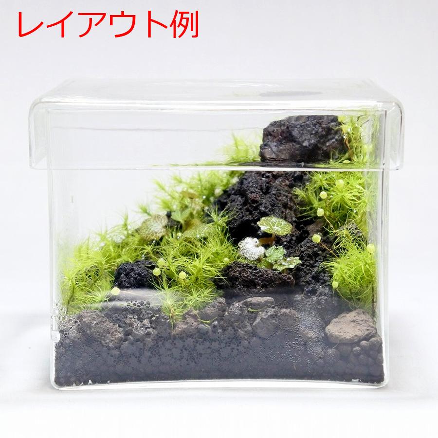21年新作入荷 観葉植物 おしゃれ ミニ テラリウム コケリウム 苔 コケ 苔テラリウム 苔リウム 園芸 苔玉 植物 ハイドロカルチャー ポット ヒメユキノシタ Aynaelda Com