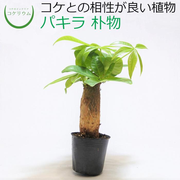 観葉植物 おしゃれ ミニ テラリウム コケリウム 苔 コケ 苔テラリウム 苔リウム 園芸 苔玉 植物 ハイドロカルチャー ポット パキラ 朴物 コケのインテリア コケリウム 通販 Yahoo ショッピング