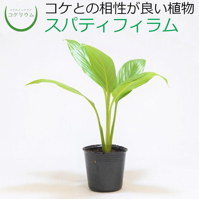 164円 絶品 観葉植物 スパティフィラム ショパン3号ポット