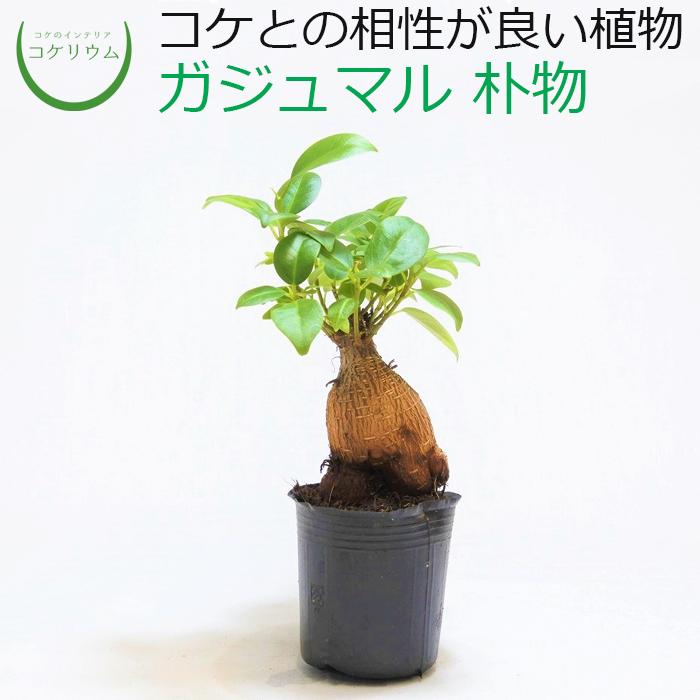 限定価格セール 観葉植物 おしゃれ ミニ テラリウム コケリウム 苔 コケ 苔テラリウム 苔リウム 園芸 苔玉 植物 ハイドロカルチャー ポット ガジュマル 朴物 Sarozambia Com